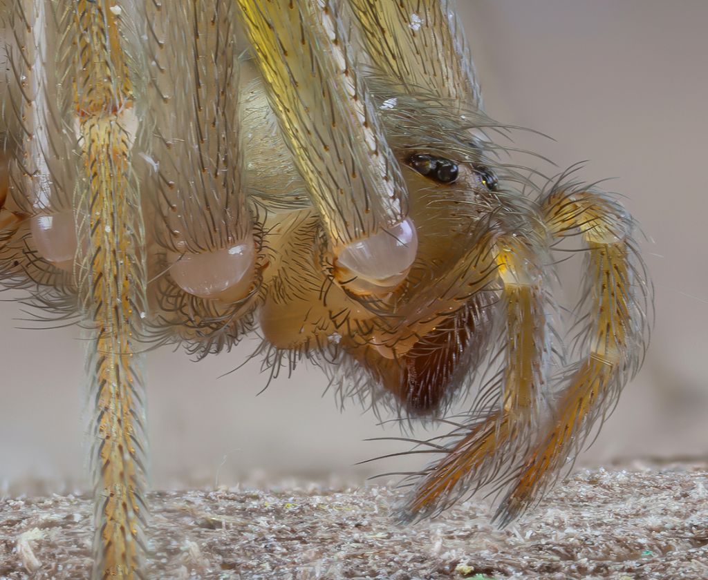 Sicariidae - Loxosceles rufescens